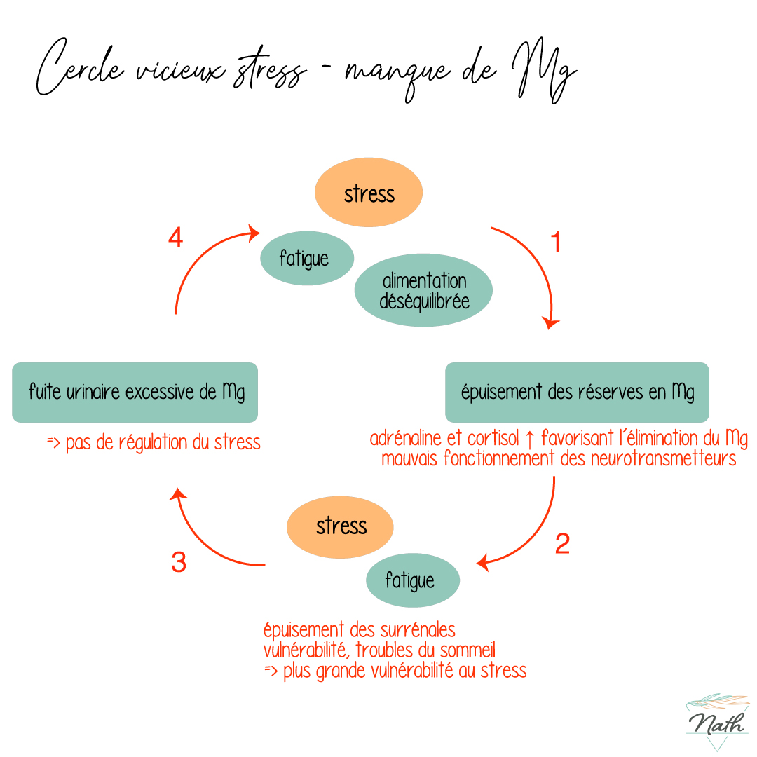 Magnésium et stress, un cercle vicieux Nathalie Faggianelli