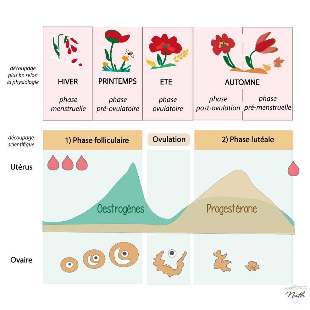 les phases du cycle menstruel, les hormones oestogènes et progestérone
