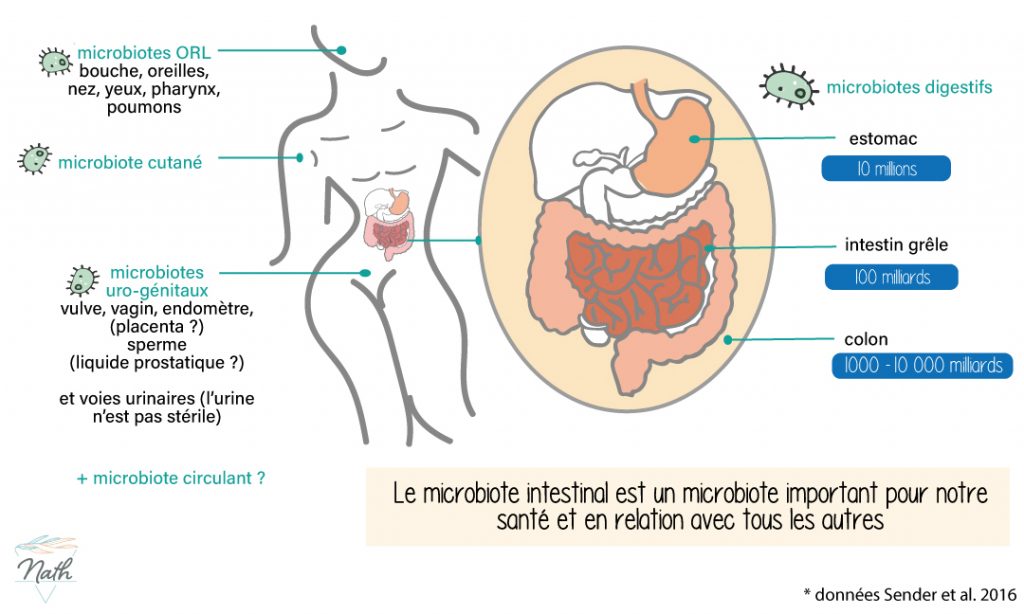 les différentes microbiotes que nous hébergeons