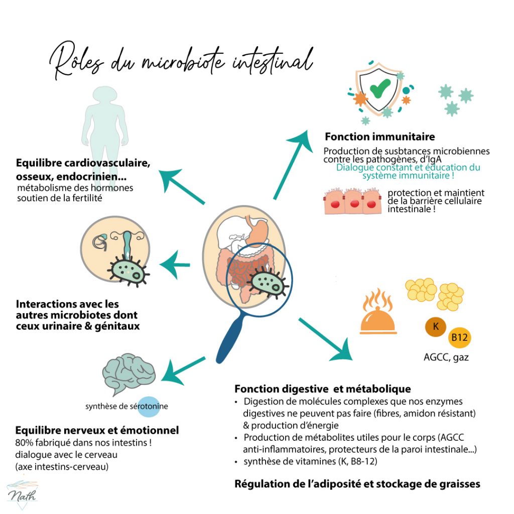 les rôles de notre microbiote intestinal