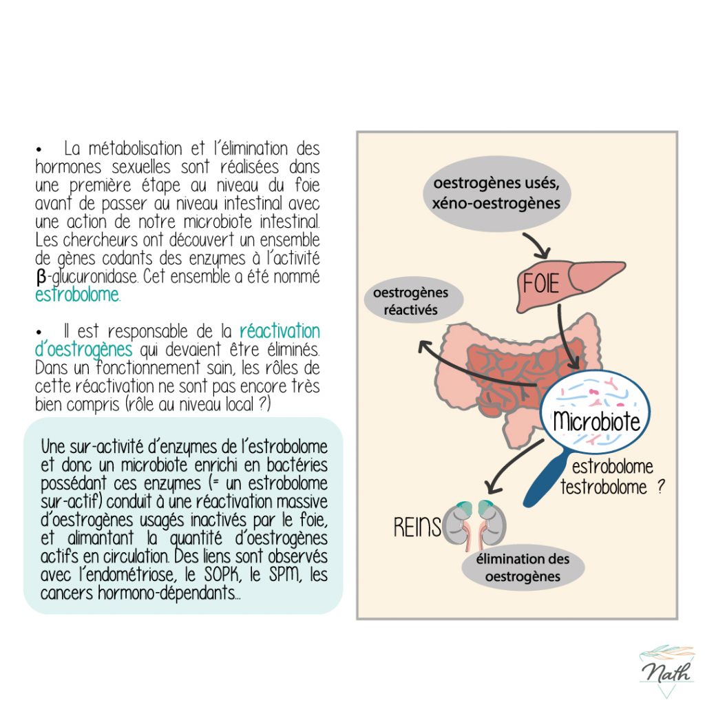 rôle de l'estrobolome dans la régulation des oestrogènes
