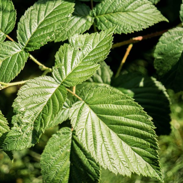 feuilles de framboisier en phytothérapie