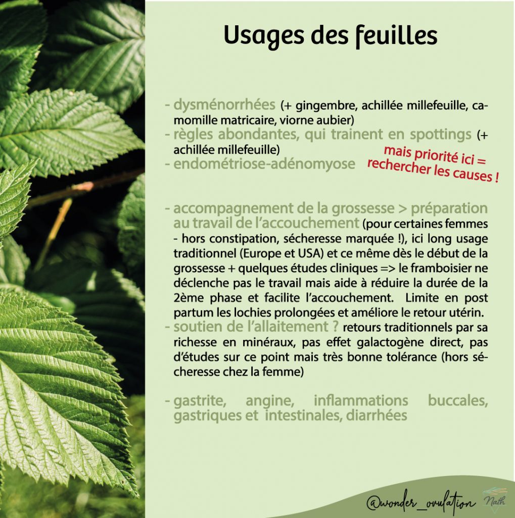 usages des feuilles de framboisier
