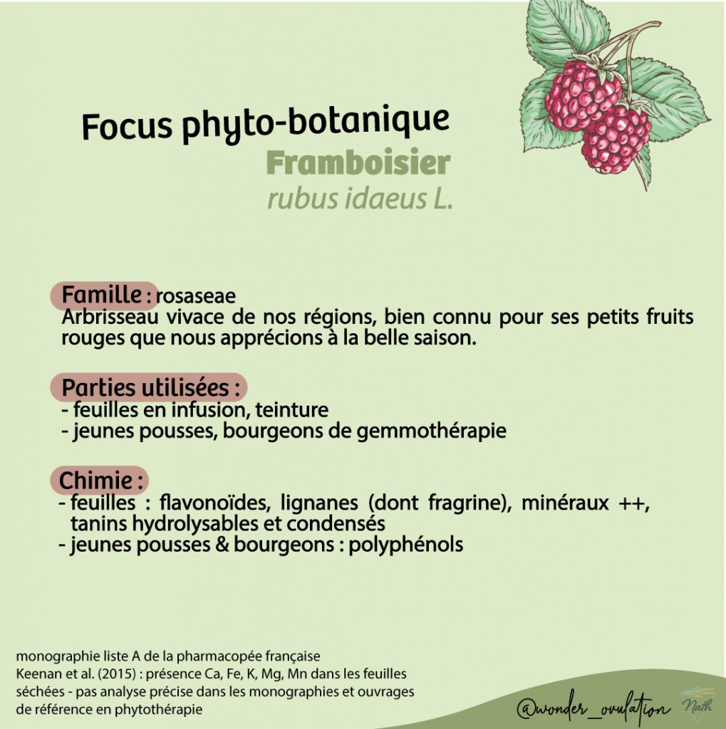 focus phyto-botanique du framboisier